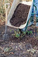 Tipping well-rotted manure from a wheelbarrow on a border containing 
Rose shrubs 