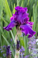 Iris barbata 'Sultry Mood'