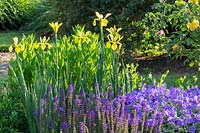 Border with Iris spuria 'Sunny Day', Geranium magnificum and
 Salvia nemorosa 'Mainacht'