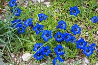 Gentiana dinarica