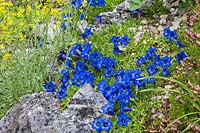 Gentiana dinarica