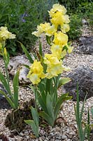 Iris barbata 'Buttered Popcorn' in gravel garden