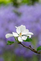 Malus 'Marshal oyama' - Crabapple 'Marshal oyama' blossom - May