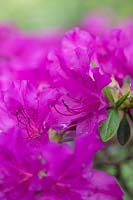 Rhododendron 'Blue Danube' - Evergreen Azalea