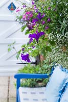 Petunia, lobelia and alyssum cascade out of a hanging basket above a 
blue-painted wooden bench with cushions. In the background is the door 
to the outside world, complete with stained glass panel.
