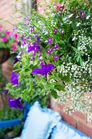 Petunias, lobelia and alyssum cascade out of a hanging basket above a 
blue-painted wooden bench with cushions