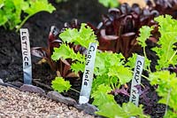 Close up of lettuce and Kale seedlings, with identifying plant labels made of recycled aluminium cans with edges bent inwards for safety. RHS Malvern Spring Festival, UK, 2017. 
