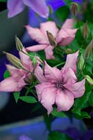 Clematis 'Gisella'