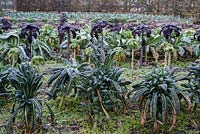 Winter greens in vegetable garden, cavolo nero, kales, cauliflowers and leeks