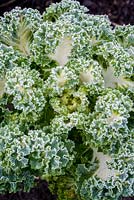 Brassica  'Emerald Ice' - Kale 'Emerald Ice'