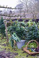 Harvested winter vegetables in trug and leeks in bucket in winter vegetable garden. 
