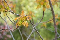 Rhus typhina Radiance 'Sinrus' - Stag's Horn Sumach 'Sinrus'