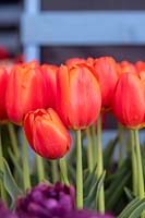 Tulipa 'Orange juice' - Tulip 'Orange juice'