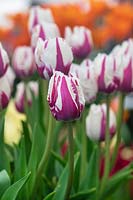 Tulipa 'Flaming Baltic' - Fringed Tulip 'Flaming Baltic'
