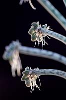 Kalanchoe Delagoensis - Mother of Millions plantlets