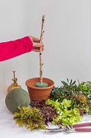 Woman fixing a birch branch in oasis fitted in a terracotta pot. 