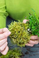 Woman binding the moss to the root ball with string
