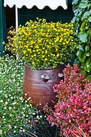 Sanvitalia speciosa in container surrounded by mixed summer planting 