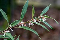 A sprig of white Sarcococca hookeriana