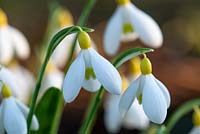 Galanthus 'Spindlestone Surprise' - Snowdrop 'Spindlestone Surprise'