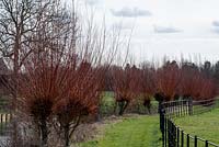 A line of Salix alba 'Chermesina' planted along the bank of the moat.  