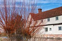 Salix alba 'Chermesina' - Red Willow