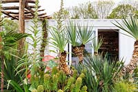 Mediterranean Terrace for the 'Green Living Space'
 A rustic pergola contrasts with white-washed cabin and bright orange bucket 
chairs. The planting includes Echium, Euphorbia, and hardy palm 
Trachycarpus fortunei and Chaemerops humilis - Chusan Palm.