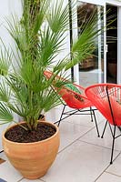Terracotta pot on terrace, containing young Chaemerops humilis - Chusan palm. Mediterranean Terrace, designed by Gabriella Pill. The Green Living Space section at RHS Malvern Spring Festival, 2019.

