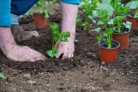 Gardener planting Apium graveolens var. rapaceum - Celeriac - plants 
into the ground