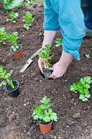 Gardener planting Apium graveolens var. rapaceum - Celeriac - plants
 into the ground