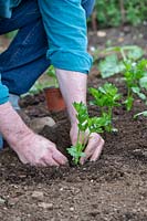 Gardener planting Apium graveolens var. rapaceum - Celeriac - plant - 
into the ground