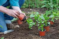 Gardener removing a young Apium graveolens var. rapaceum - Celeriac - 
plant from a pot before planting into the ground