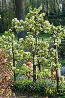 Blossoming Pyrus - Pear cordon