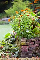 Calendula officinalis - Common Marigold growing in raised bed.