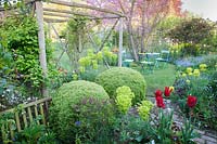 View across cottage garden with flower beds of Euphorbia, Tulipa and Myosotis, plus
 rustic wooden pergola with large clipped topiary balls and view of seating under Cercis - Judas tree 
beyond
