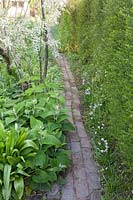 Narrow brick pathway alongside hedge and bed 
