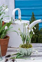 Galanthus nivalis - Snowdrops displayed in vintage 'snowdrop' teacup.
