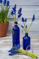 Muscari - Grape hyacinths displayed in blue bottles with posy. 