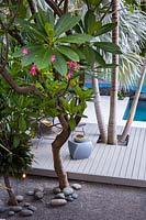 Looking down on raised deck with square cut for palm trunks of Bismarckia nobilis, nearby is a gravel area with a Plumeria obtusa - Frangipani 
tree