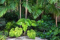 Foliage bed with palms underplanted with big-leaved Philodendron wilsonii syn. subincisum and 
Radermachera 'Kunming' 