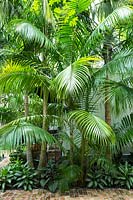 Ptychosperma elegans - Solitaire Palm 