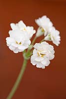 Double white Primula auricula 