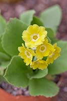 Primula auricula 'Paradise Yellow' - Auricula 'Paradise Yellow'