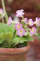 Primula auricula 'Powder Puff' in a pot