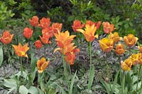 Tulipa 'Ballerina' with T. 'Brown Sugar' and T. 'Cairo' - Tulips growing in a bed with purple Actaea simplex 'Atropurpurea' foliage