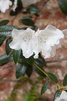 Rhododendron maddenii, syn. R. brachysiphon 