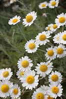 Anthemis punctata subsp. cupaniana - Sicilian Chamomile