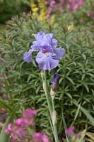 Iris 'Baja Blue' - flower against foliage backdrop