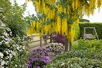 Flowering Laburnum and swing seat in the colourful front garden of garden designer Karen Tatlow. 