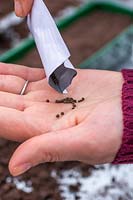 Woman pouring Cleome hassleriana seeds into palm of hand from seed packet